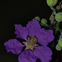 Lagerstroemia speciosa (L.) Pers.